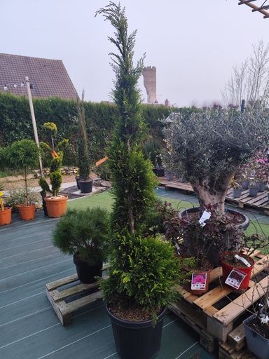 Cypres de Leyland - Cupressocyparis leylandii Pyramidalis Aurea spirale 35L 150/160