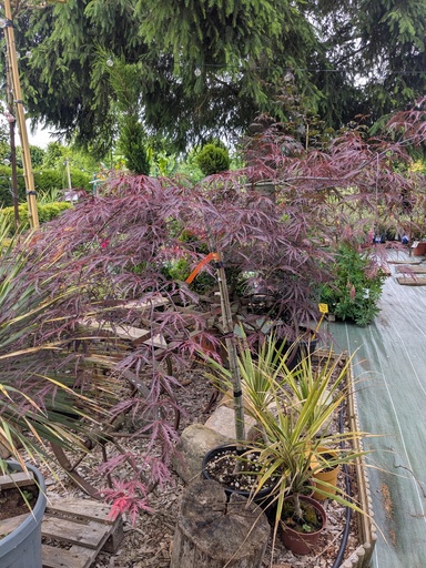 Erable du Japon - Acer palmatum Dissectum Tamukeyama demi tige 18L