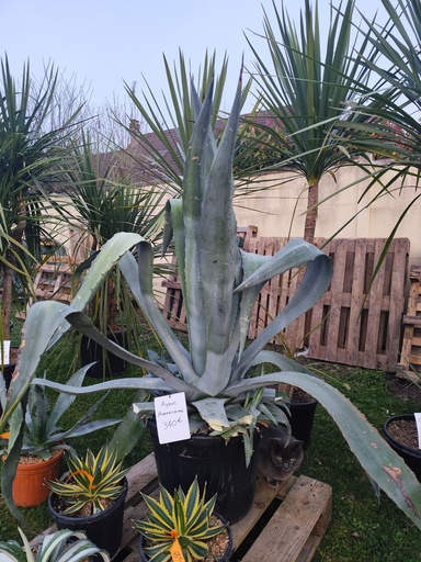 Agave americana 55L D.90/100