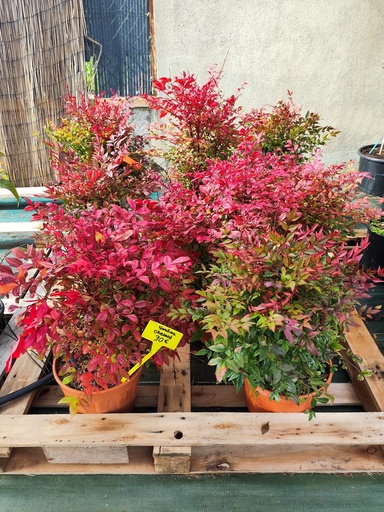 Nandina Obsessed Seika - Bambou sacré 9L