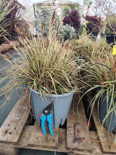 Carex oshimensis Evergold 9L