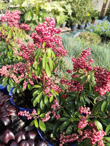 Andromède du Japon valley valentine 4L