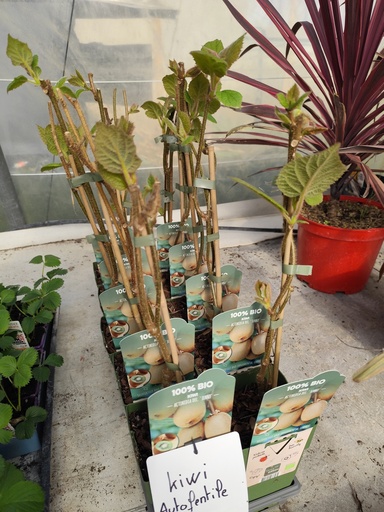 KIWI Autofertile D14