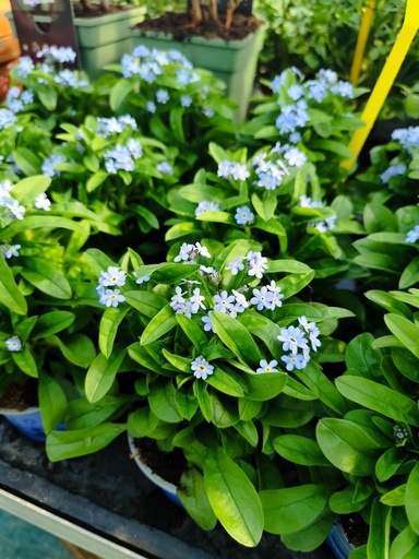 Myosotis Blue Sylva D10