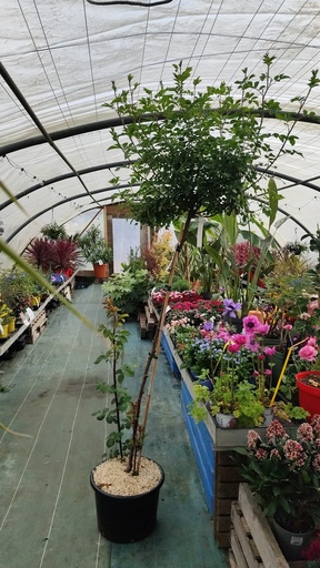Rosier Rosenholm tige Pleureur 20L