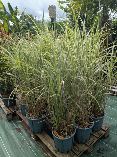 Miscanthus Sinensis Variegatus