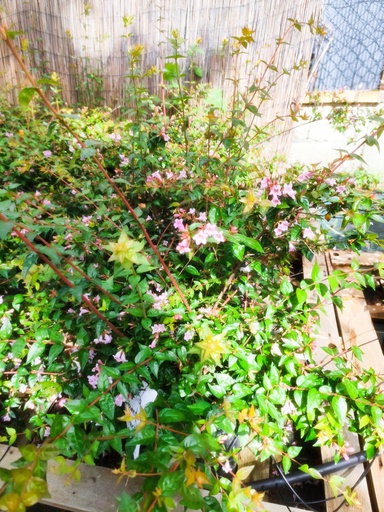  Abelia Edward Goucher