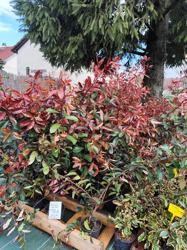 💥Offre Spécial💥 - Photinia Fr. Super Red 