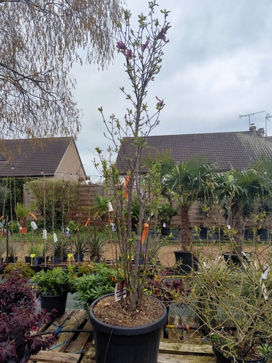 Magnolia Susan 55L