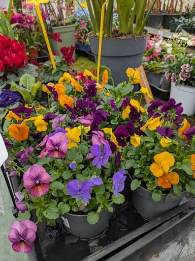 Viola tricolor