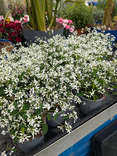 Euphorbe hyperricifolia 