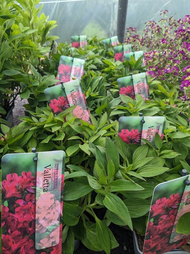 ALSTROEMERIA x Massif (variété basse) C.1L