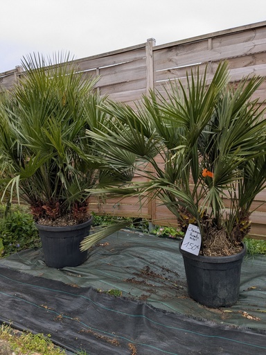 CHAMAEROPS HUMILIS 30/35L