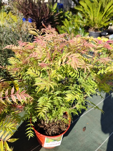Sorbaria sorbifilia 4L