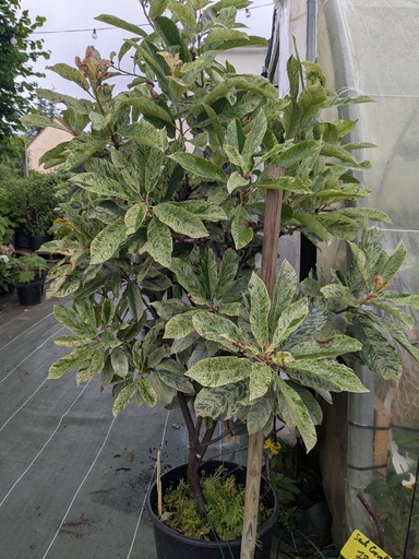 Photinia pink crispy 20L