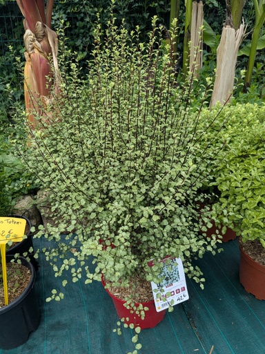 Pittosporum tenuifolium Sylver Sheen 7,5L 
