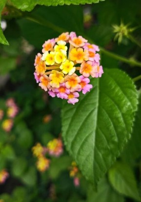 Lantana camara D12