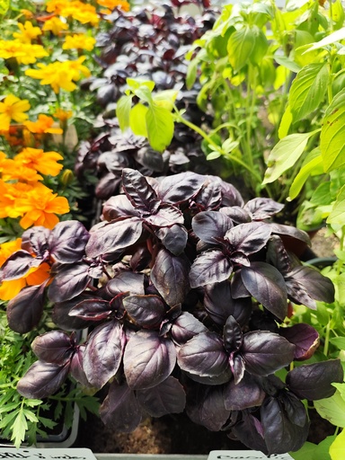 Basilic Pourpre D12 