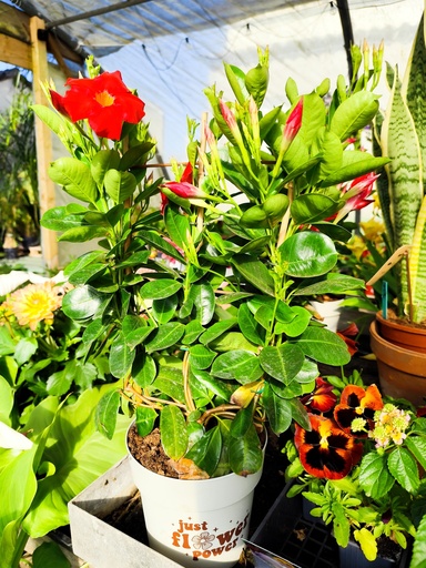 DIPLADENIA Espalier 