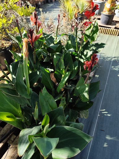 Canna tst D20
