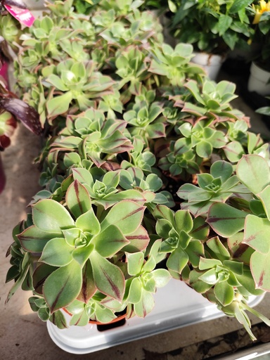 Aeonium Red Stripe