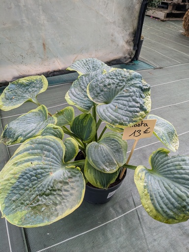 HOSTA D19 Hybride 