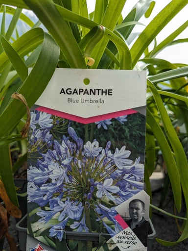 AGAPANTHUS africanus (bleu) C.1L