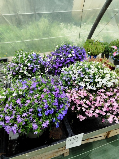 Lobelia erinus D19