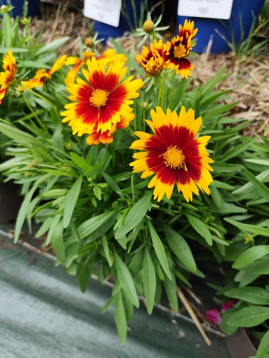 Coreopsis grandiflora D19