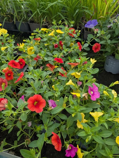 CALIBRACHOA  tricolore D10