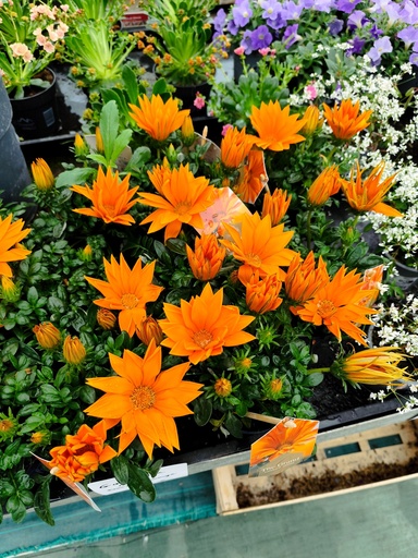 Gazania Giant deep orange D12