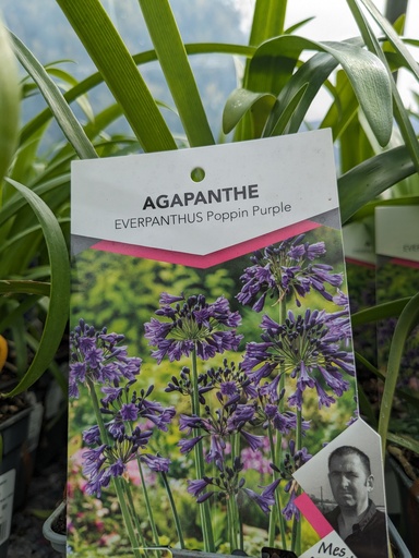 AGAPANTHUS x Poppin purple (violet) C.1L