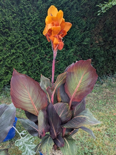 Canna Tropicana (Durban & Pretoria)