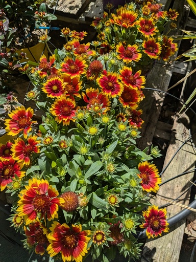 Gaillarde aristata Guapa red