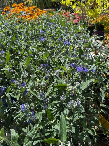 Caryopteris Clantonensis thetis