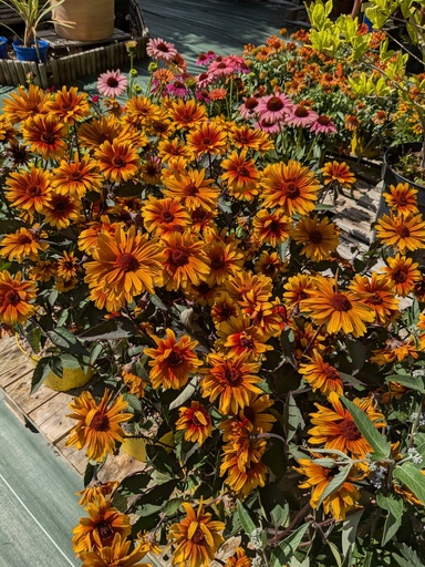 Heliopsis Funky spinner