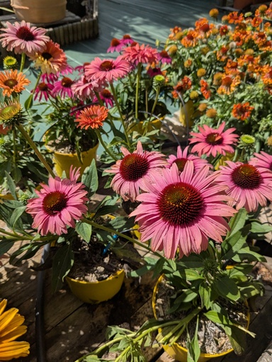 Echinacea Sunseekers rainbow