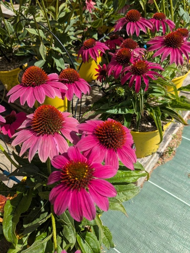 Echinacea lakota rose