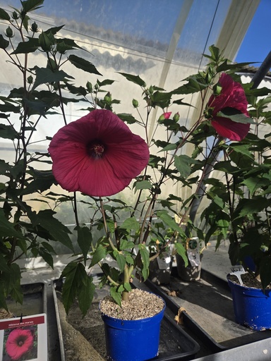 Hibiscus XXL Moscheutos Planet Griotte (rose)