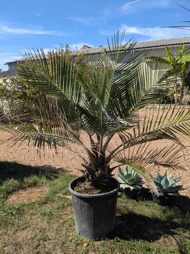 Jubaea Chilensis 50L stipe 40cm