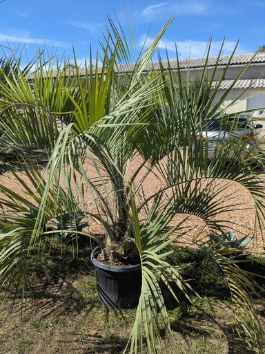 Butia capitata 35L