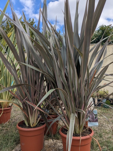 Phormium Pink Stripe 10L