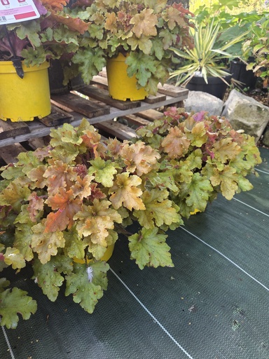 HEUCHERA Marmalade 3L 