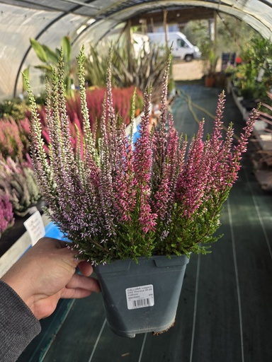 Calluna vulgaris C02