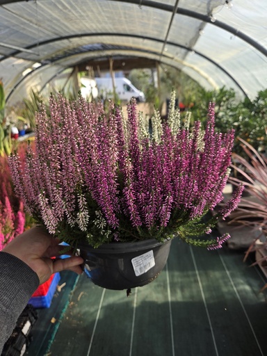 Calluna vulgaris Carnaval coupe