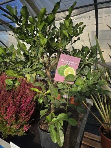 Combawa - Citrus hystrix