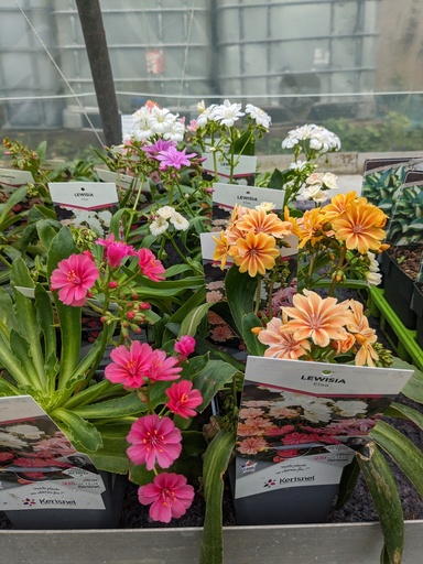 LEWISIA cotyledon Elise (mixtes) C.1L