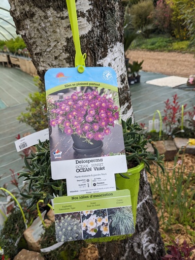 DELOSPERMA ocean sunset Violet (violet) C.4L GP