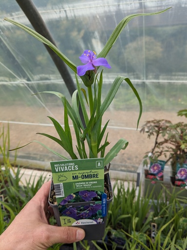 TRADESCANTIA x andersoniana Blue stone (bleu) godet 9cm