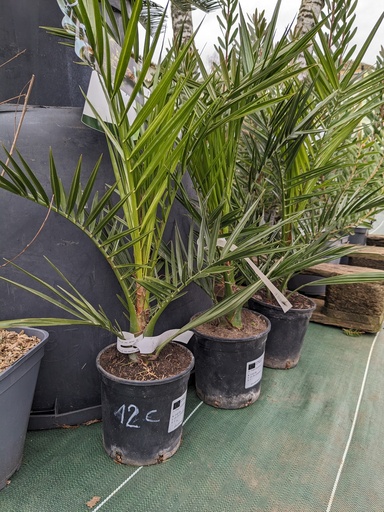 PHOENIX canariensis C.2L FARO 60-70 cm